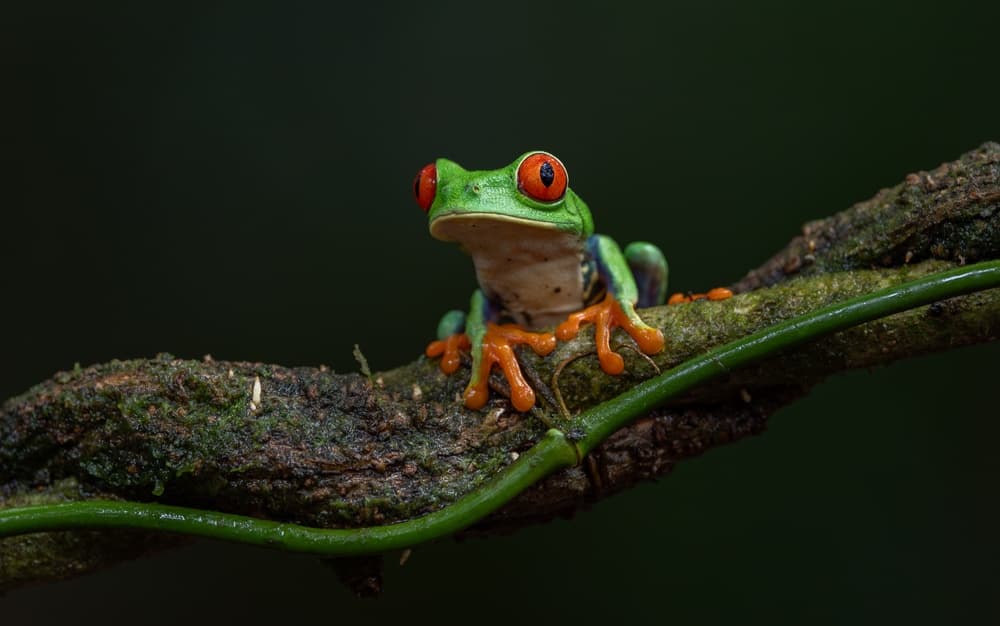 Ranas de Costa Rica: ¿cuáles observar?