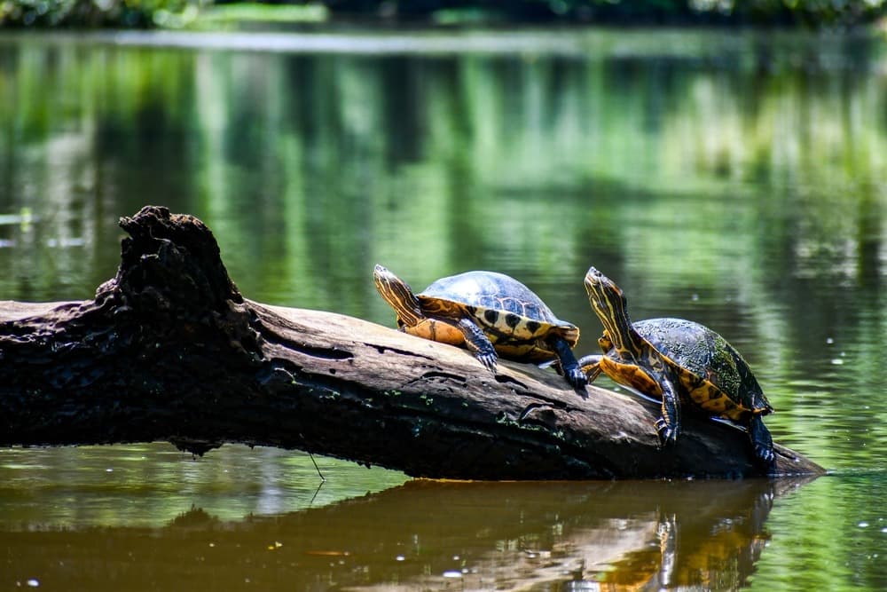 ¿Cuáles son los animales emblemáticos de Costa Rica que ver durante un viaje?