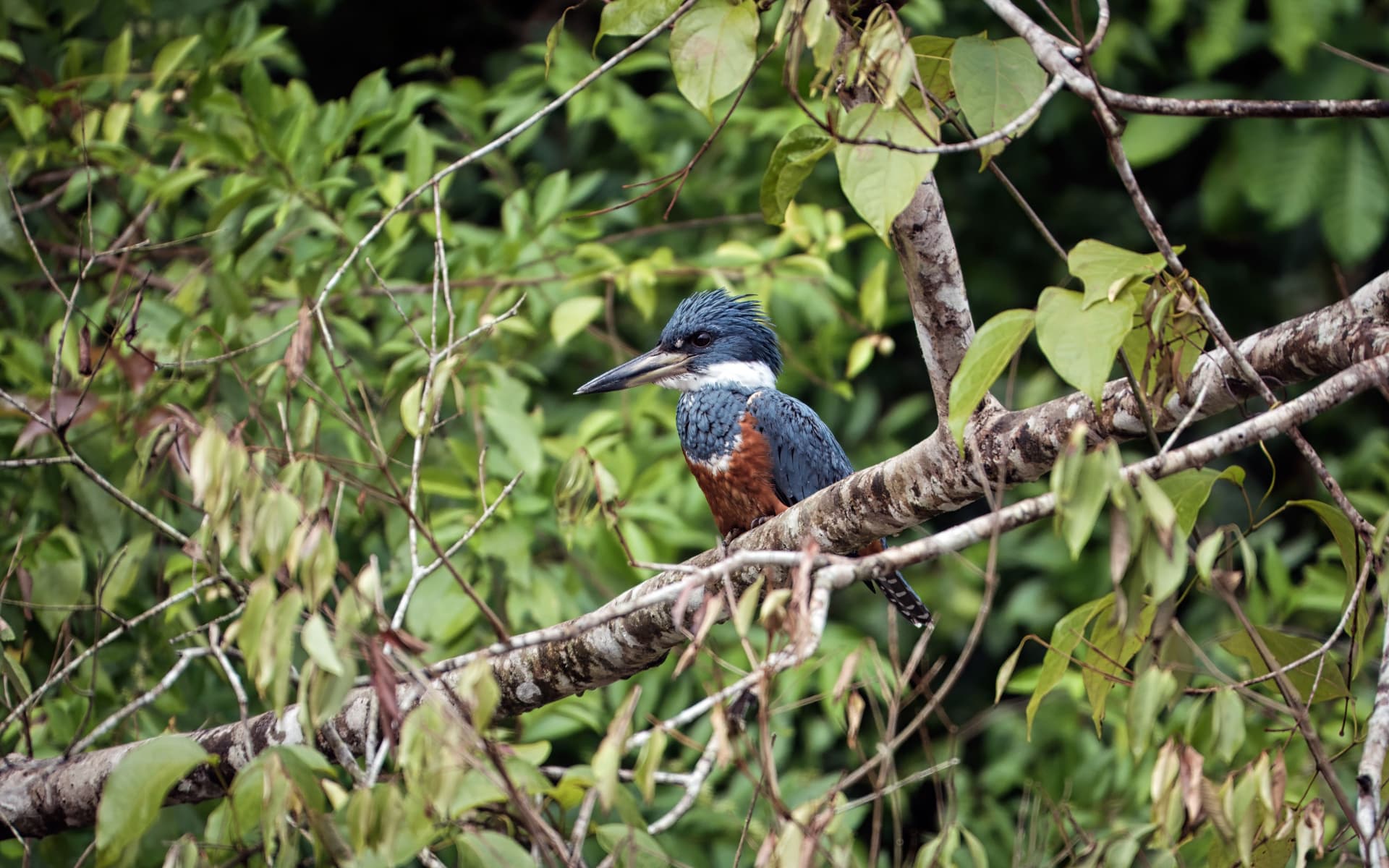 Refugio Nacional de Vida Silvestre de Caño Negro